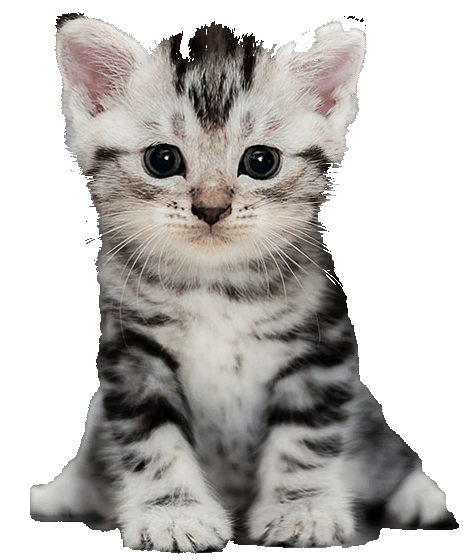Kitten